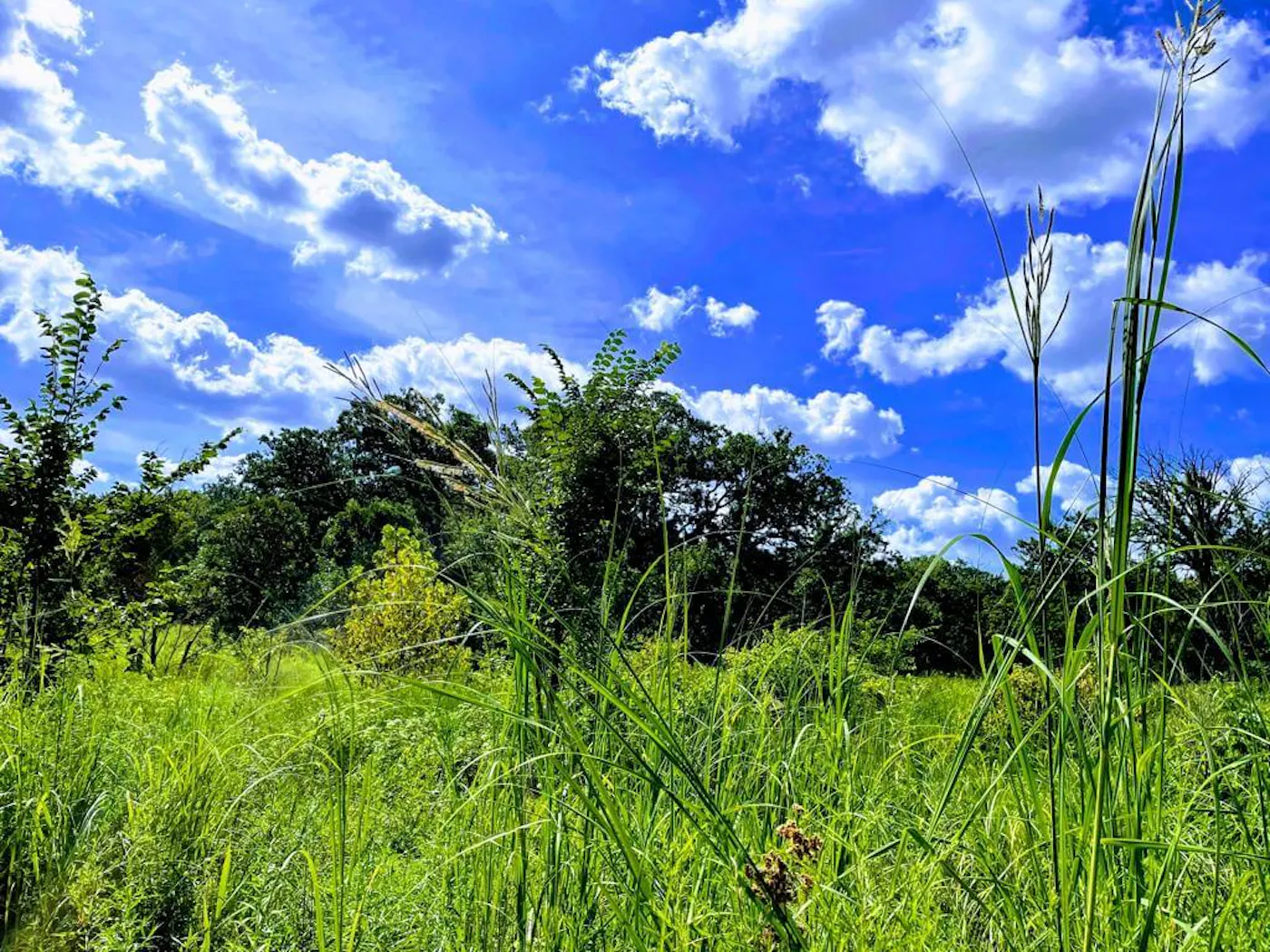 Rewilding a Conventional Cornfield in Rural Illinois into Native Biodiverse Natural System